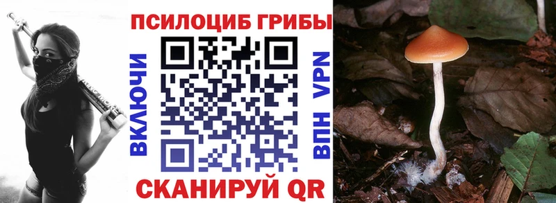 Купить где  Дятьково  Псилоцибиновые грибы Cubensis 